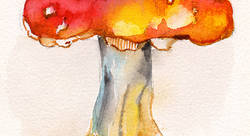 Fly agaric mushroom - Marinova Iglika-illustrateur